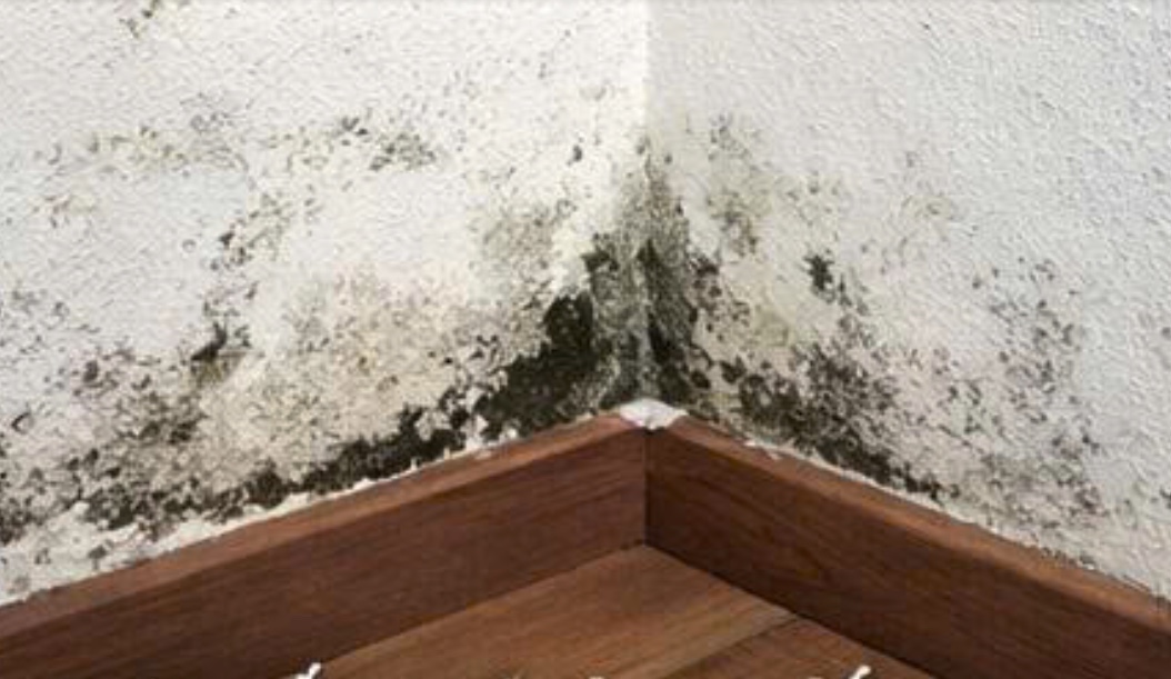 Mốc chân tường do ẩm kéo dài